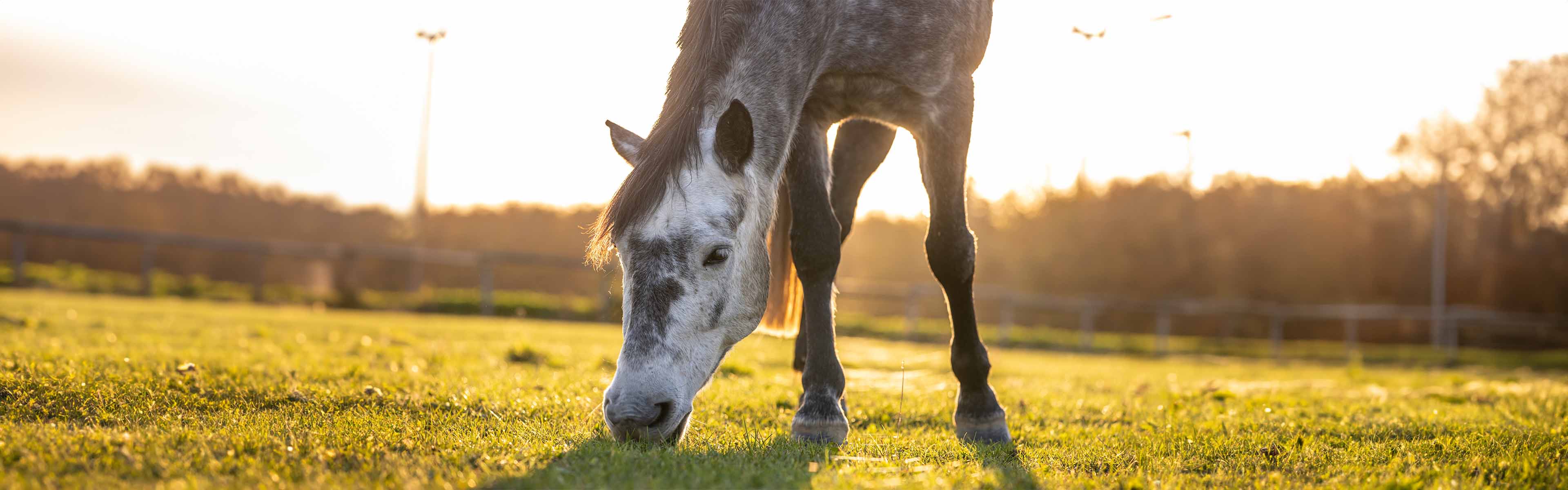 Bloedworm bij paarden