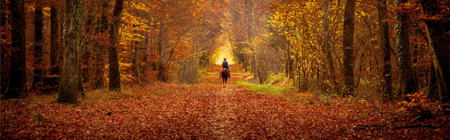 5 tips voor het ondersteunen van je paard tijdens de herfst