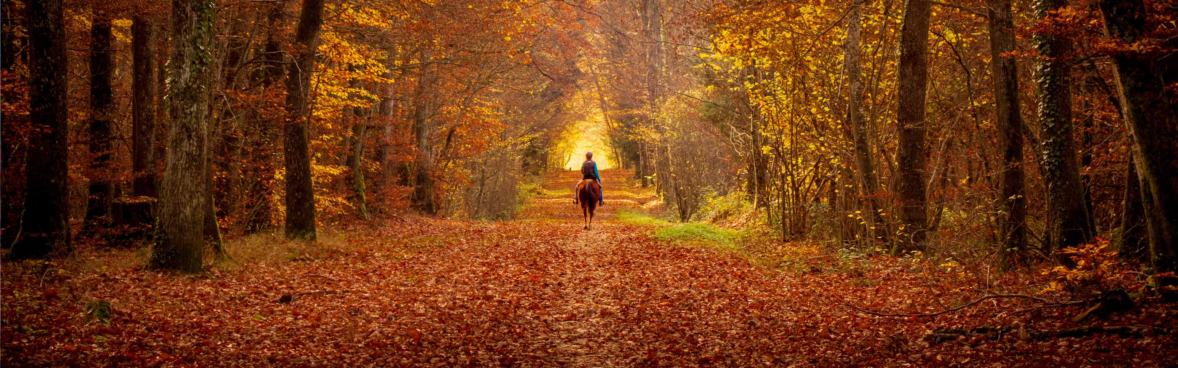 5 tips voor het ondersteunen van je paard tijdens de herfst