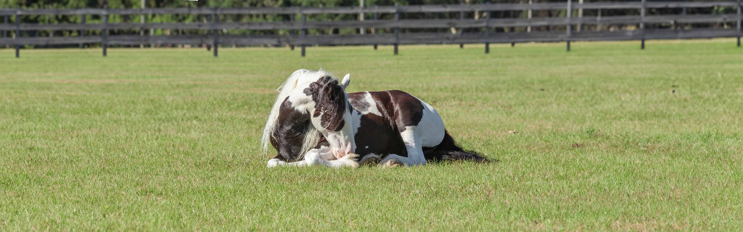 Koliek bij paarden