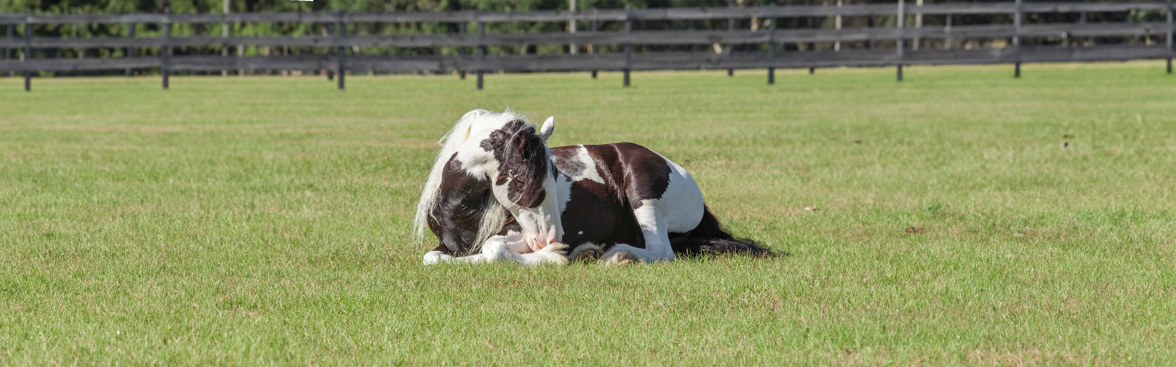 Koliek bij paarden