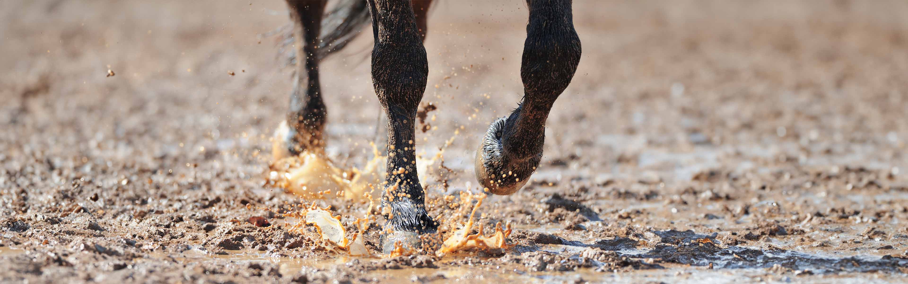 Mok bij een paard