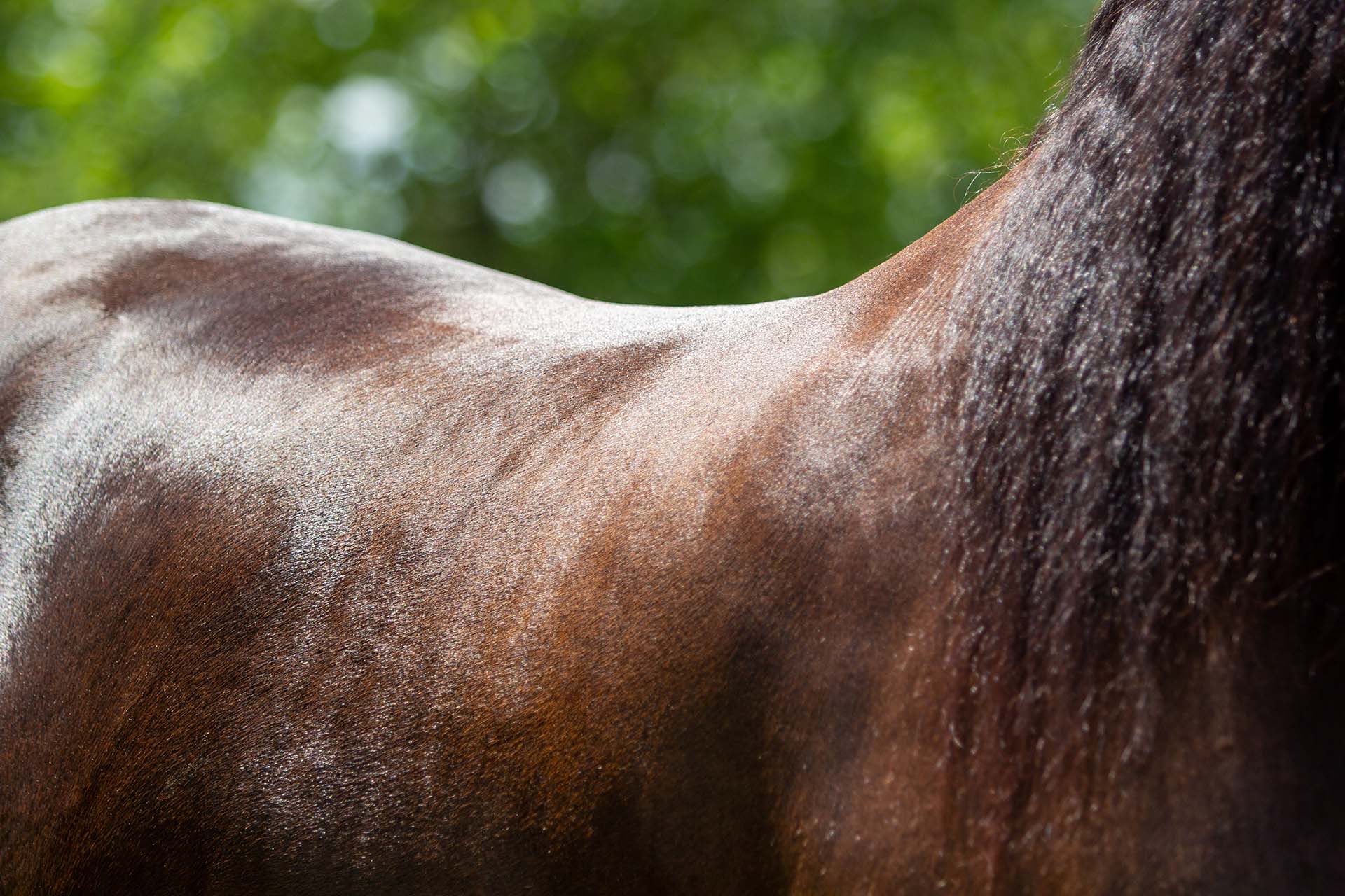 Supplementen - Hoeven, vacht & huid