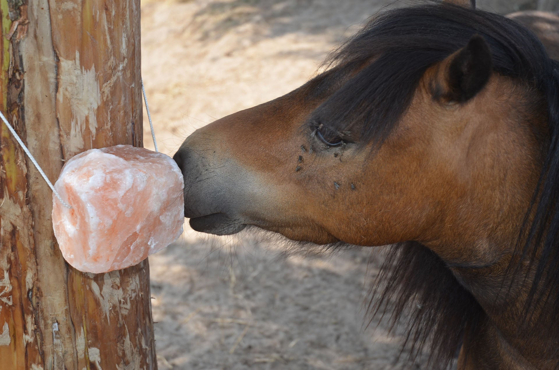 Supplementen - Likstenen