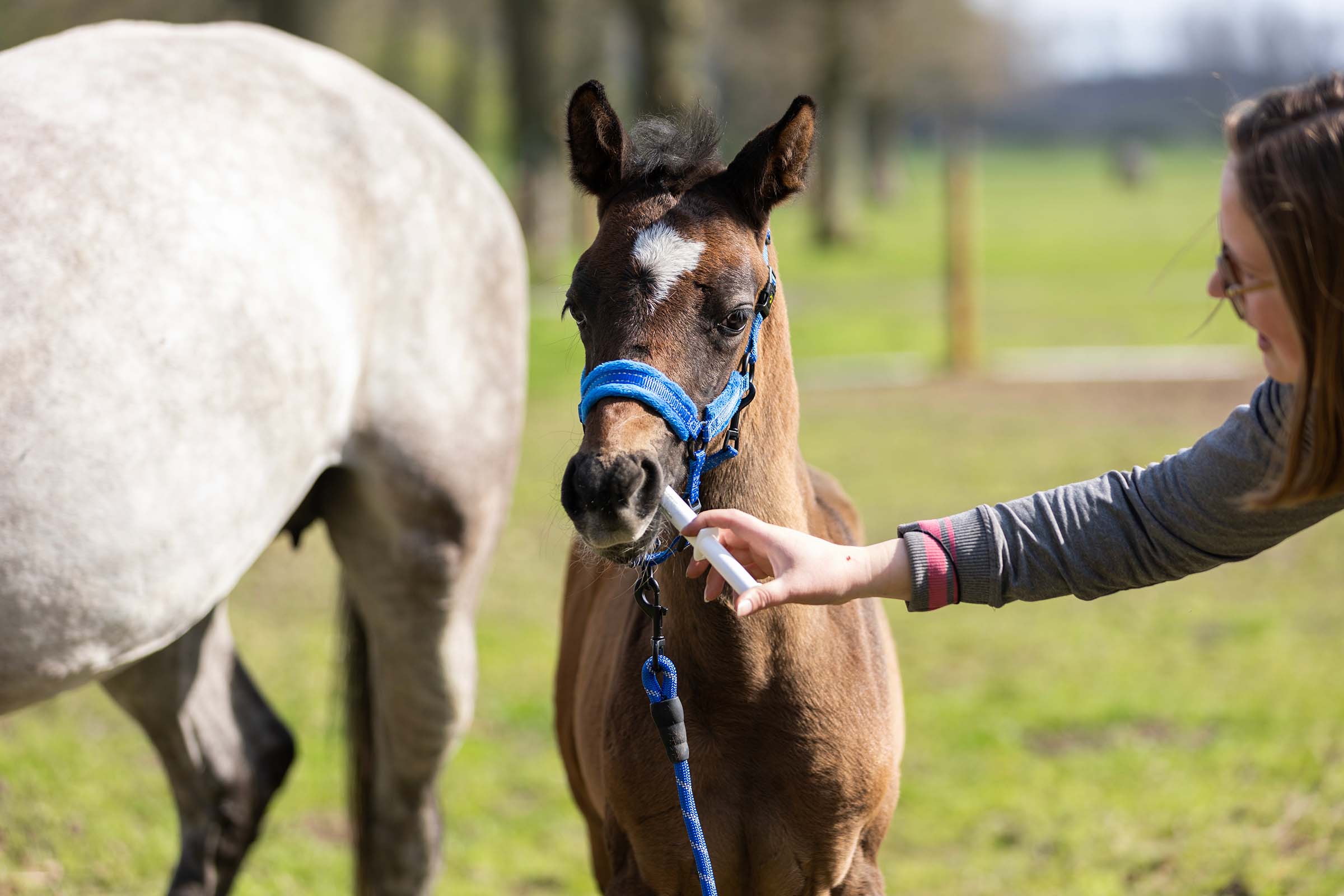 Excellent Horse Vitasporal