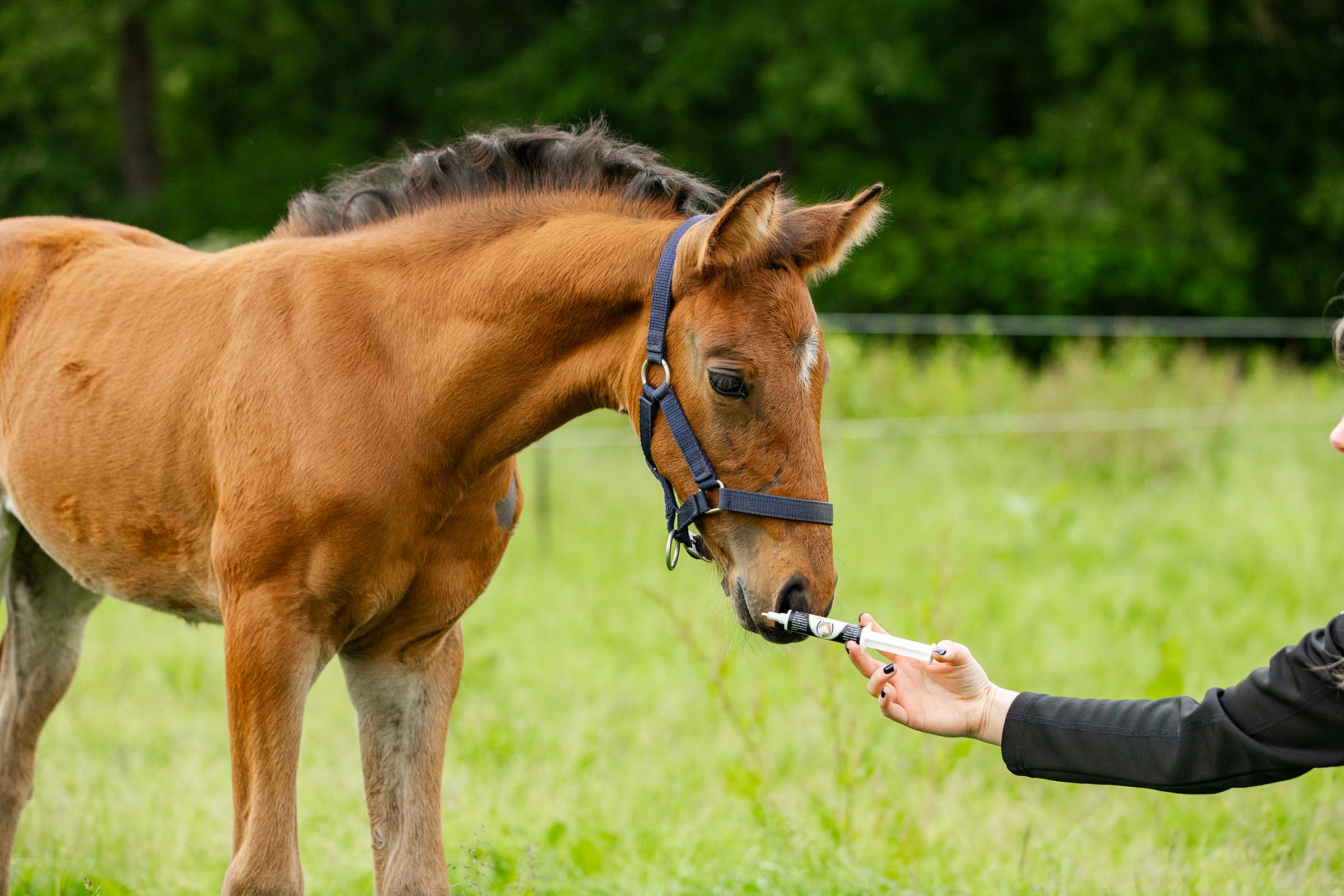 Excellent Horse Vitasporal Sport